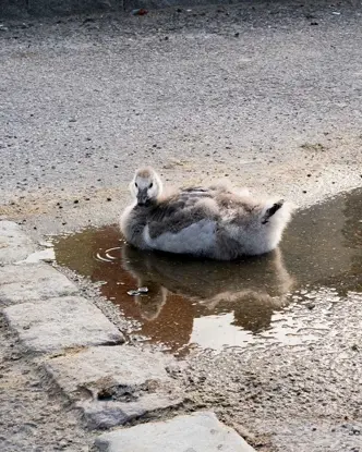 Two swan chicks rest in a small puddle on a paved road.