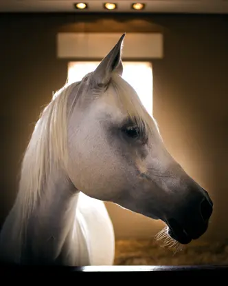 A white horse stands in a stable