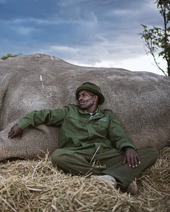 A man leaning against a lying rhinoceros, both resting on a meadow