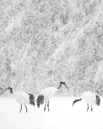 Olivier Larrey japon sous la neige avec le Leica SL3