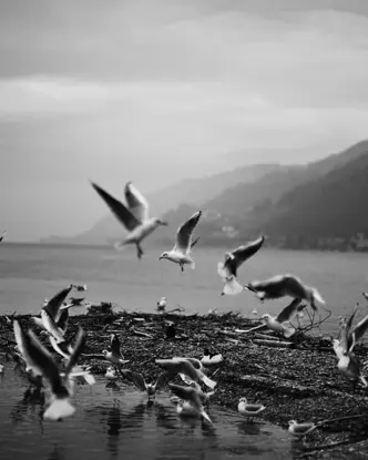 A picture of the so-called bird island on Lake Biel
