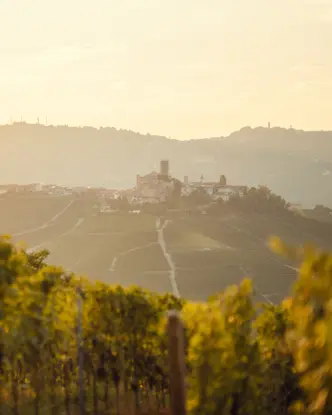 Vineyards