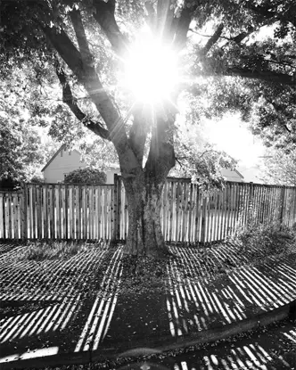 image of a tree b&w