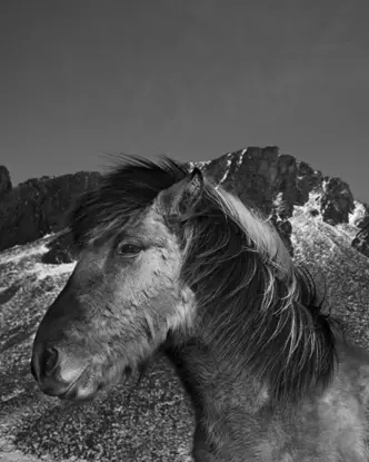 horse b&w