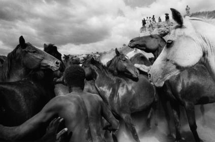 Wild-horses-in-Kenya.jpeg