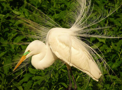 Great-Egret-Cameron 2