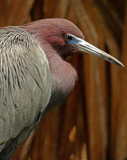 Little-Blue-Heron-Cameron