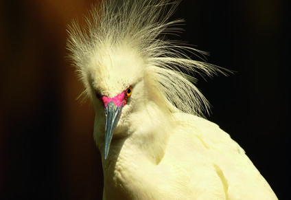 Snowy-Egret-Cameron