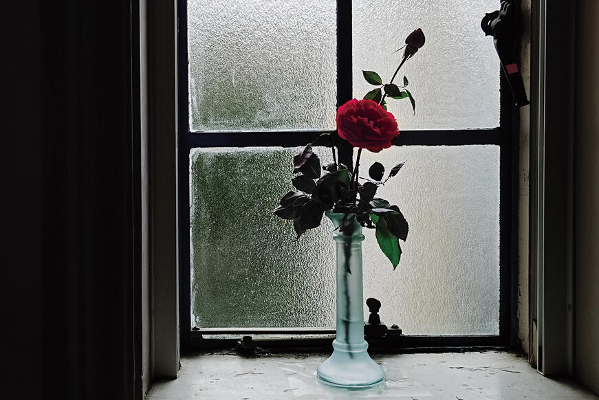 a rose in front of the window