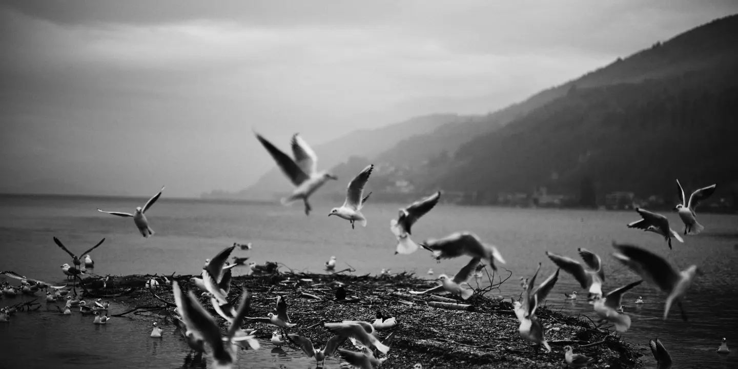 A picture of the so-called bird island on Lake Biel