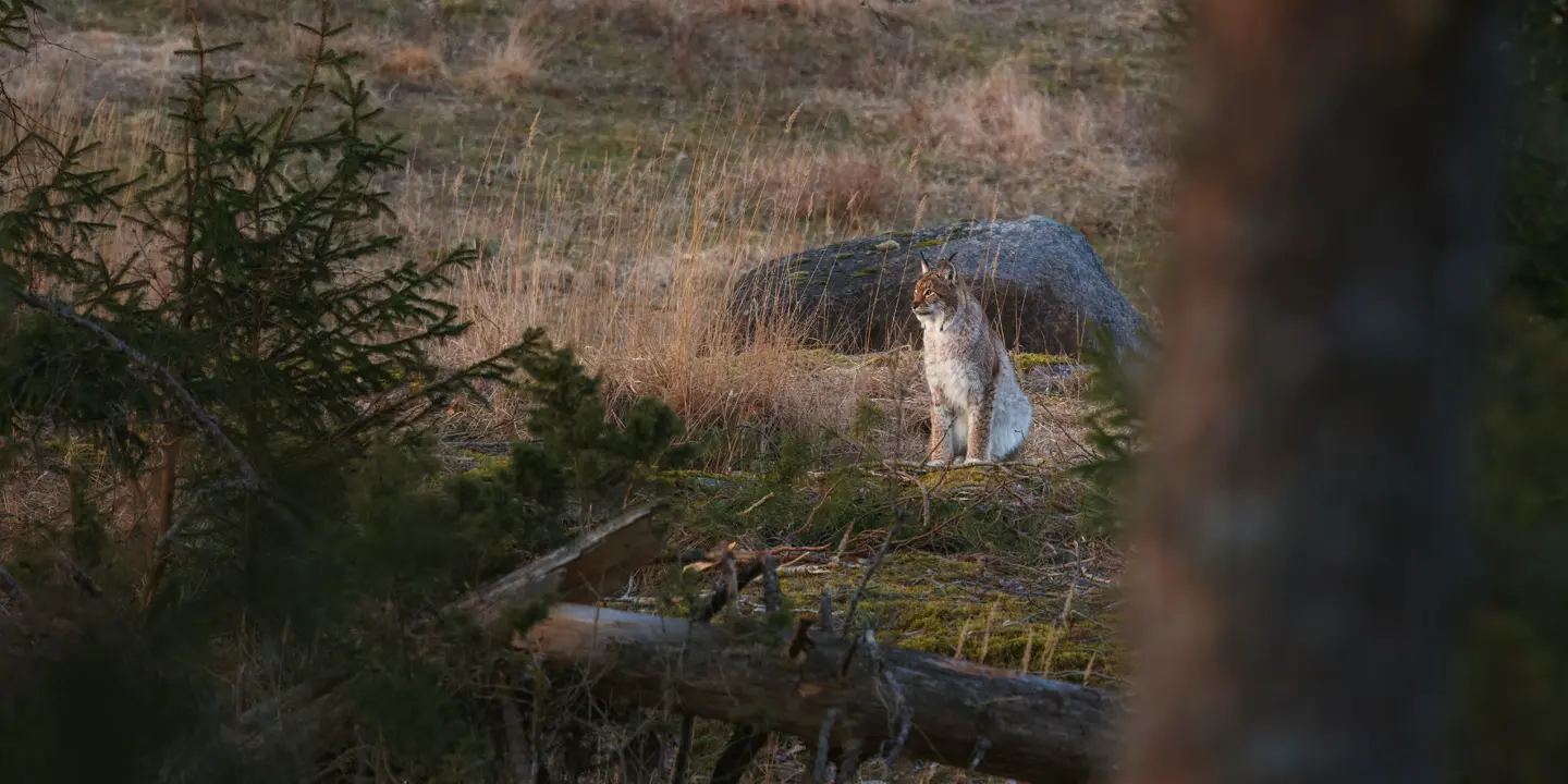 Eurasian-Lynx-in-Woodland
