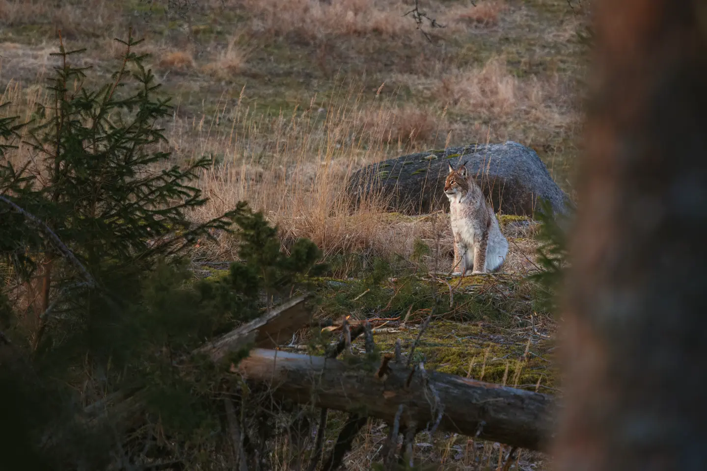 Eurasian-Lynx-in-Woodland