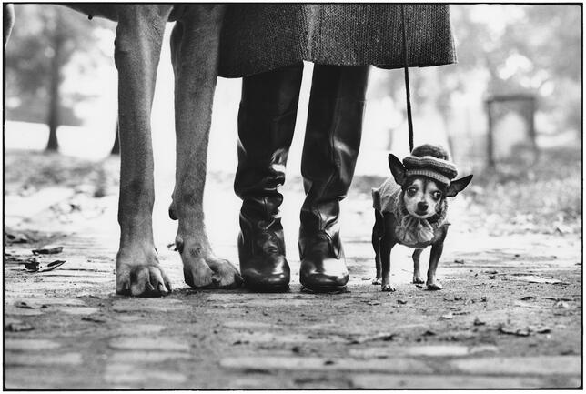 Photography by Elliott Erwitt showing four legs and a dog.