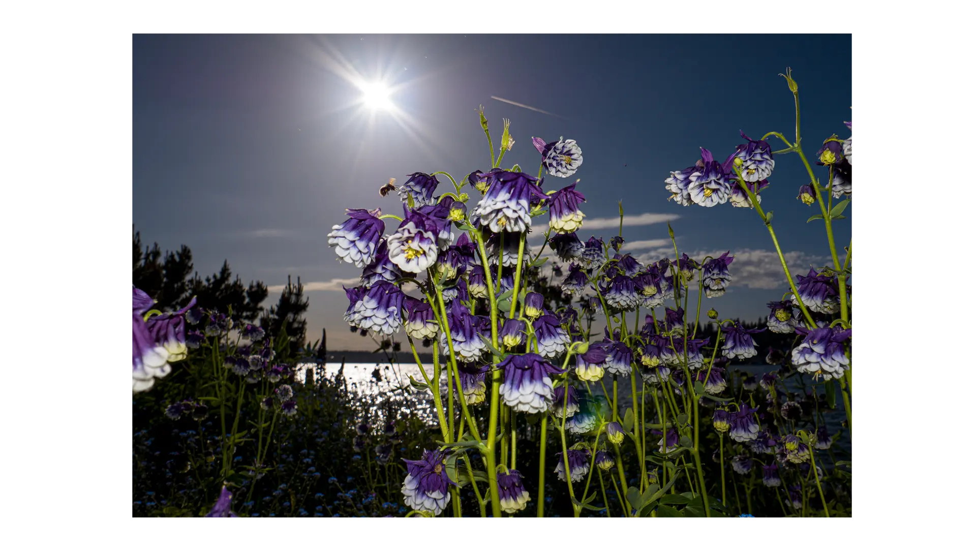Flower meadow